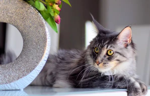 Cat, cat, look, face, flowers, pose, table, grey