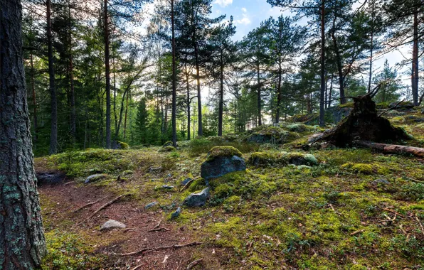 Picture forest, trees, stones, moss