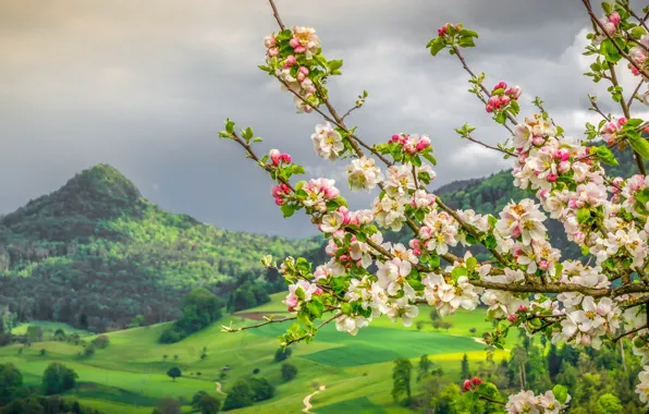 Mountains, branches, spring, Switzerland, valley, Apple, flowering, Switzerland