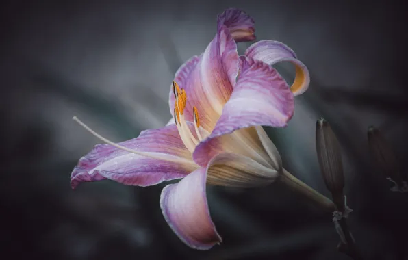 Summer, flowers, the dark background, tenderness, Lily, beauty, pink