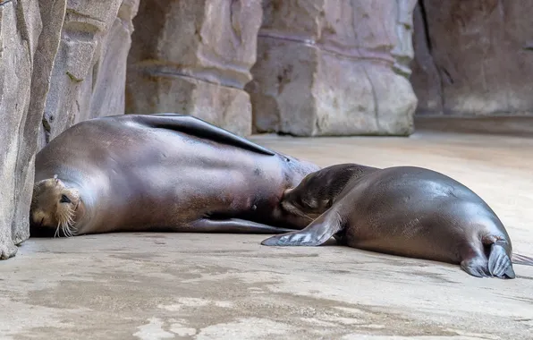 Pose, stones, rocks, seal, baby, Navy seal, cub, mom