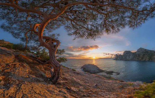 Picture sea, sunset, tree, rocks, coast, Bay, Russia, Crimea