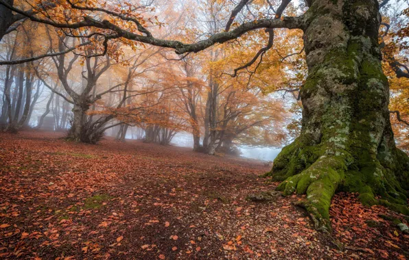 Autumn, forest, trees, branches, roots, fog, tree, foliage