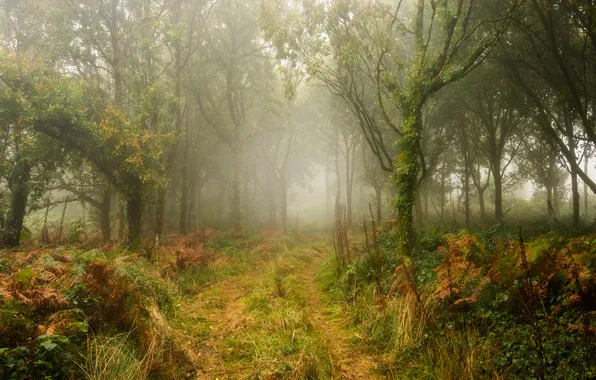 Road, autumn, forest, trees, branches, fog, Park, morning