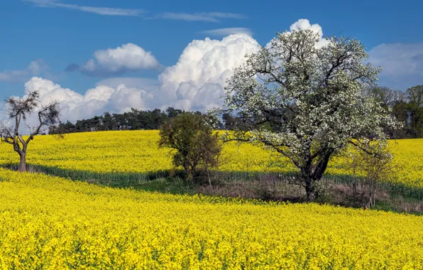 Field, the sky, clouds, flowers, blue, tree, spring, yellow
