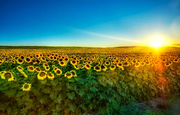 Field, the sky, sunflowers, dawn, the rays of the sun, a lot, plantation