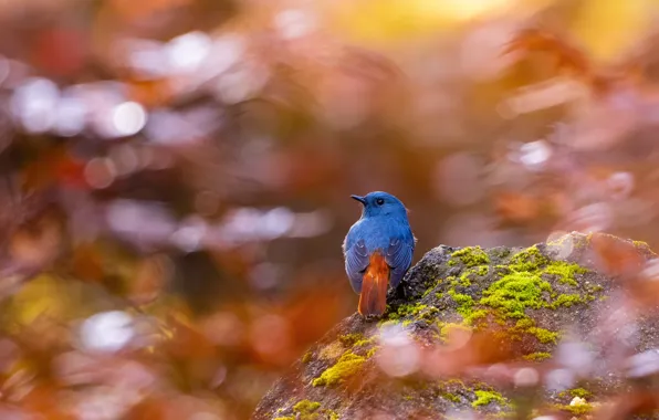 Picture stone, blur, bird, Bluish Redstart