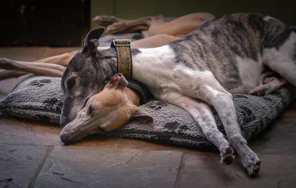 Background, each, dog