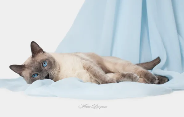Cat, eyes, cat, blue eyes, grey background, Thai cat, the Thai cat
