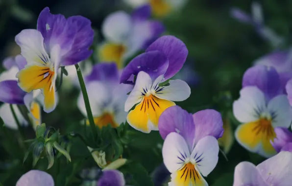 Flowers, Pansy, flowerbed, bokeh, violet, viola, lilac with yellow