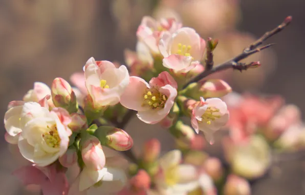 Macro, light, flowers, branch, spring, gentle, pink, flowering