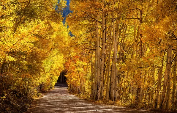 Road, autumn, birch
