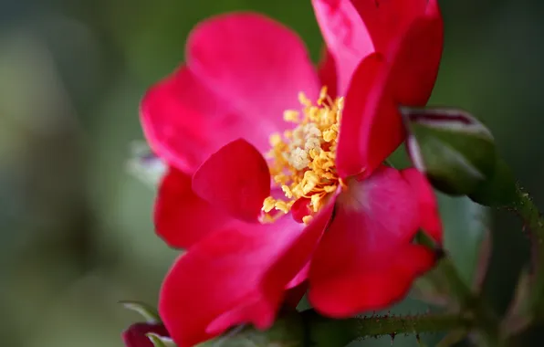 Picture flower, macro, red, plant, petals, briar, al