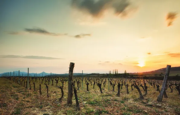 Field, landscape, sunset, grapes