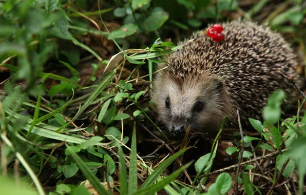 Grass, look, nature, berries, muzzle, hedgehog, bokeh, hedgehog