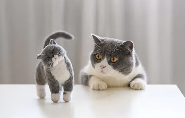 Cat, look, pose, interest, kitty, table, cats, toy
