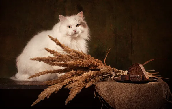Cat, white, cat, look, pose, the dark background, table, bouquet