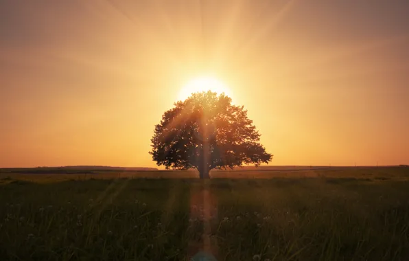 Picture landscape, nature, lonely tree, landscape, nature, lonely tree, beautiful scene, magical sunrise