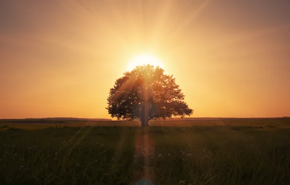 Landscape, nature, lonely tree, landscape, nature, lonely tree, beautiful scene, magical sunrise