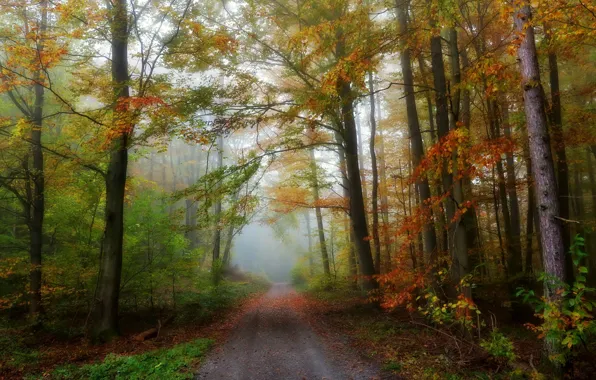 Picture fog, road, autumn, forest