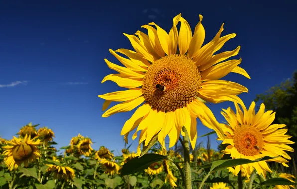 Summer, the sky, sunflowers, flowers, nature, blue, bee, sunflower