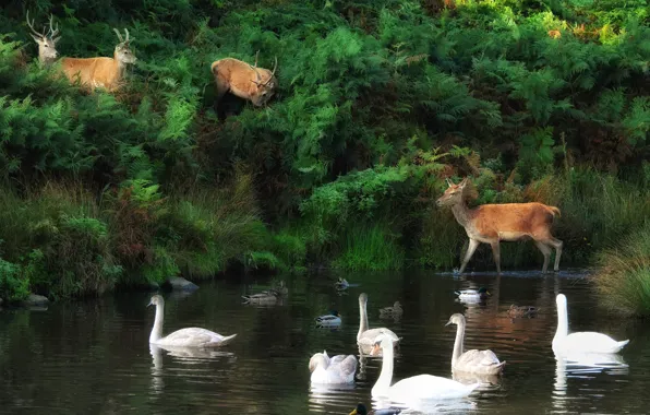 Picture nature, bird, shore, duck, deer, swans, pond, the herd