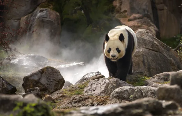 Stones, rocks, Panda, zoo, bamboo bear
