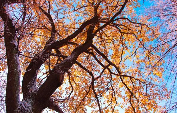 Park, autumn, tree, twig
