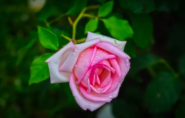 Flower, leaves, drops, macro, the dark background, pink, rose, branch