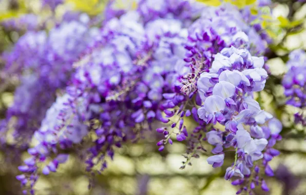 Macro, flowers, branches, nature, background, color, beauty, blur
