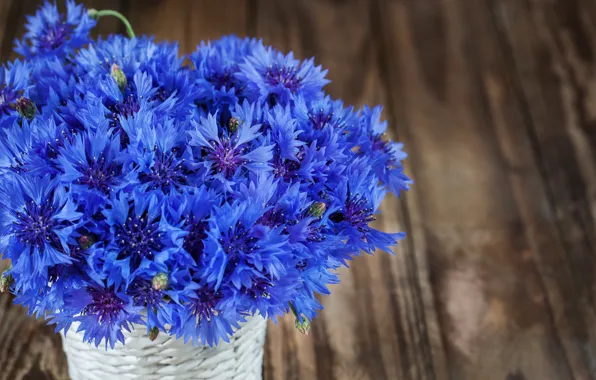 Flowers, blue, bouquet, cornflowers