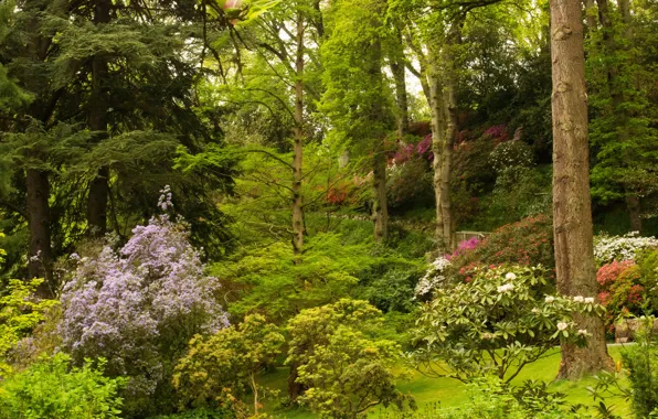 Greens, trees, flowers, Park, UK, the bushes, Bodnant Gardens Wales