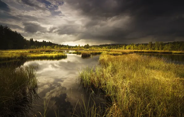 Forest, the sky, grass, clouds, lake, pond, reflection, thickets