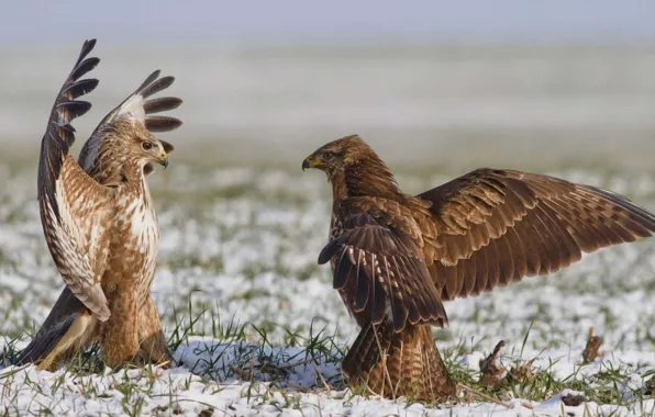 Picture field, the sky, bird, wings, dance, hawk