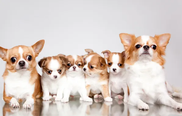 Picture family, puppies, Chihuahua, cute