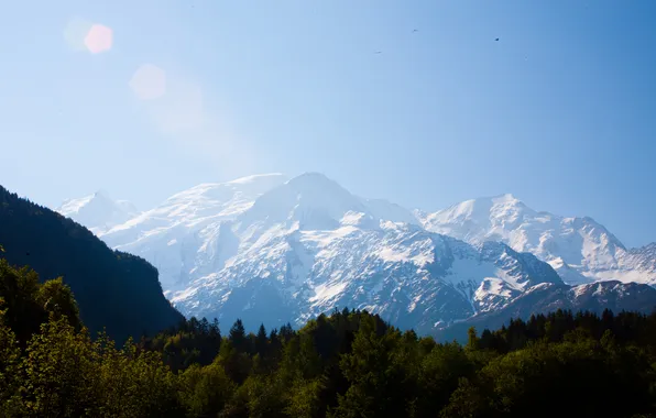 Forest, the sky, mountains, bird
