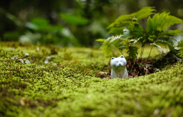 Greens, cat, sprouts, moss, figurine, fern