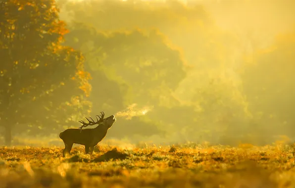 Picture autumn, nature, deer, morning