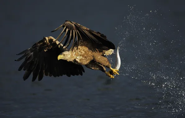 Picture squirt, Norway, hunting, mining, mackerel, or seawater (Haliaeetus albicilla, White-tailed eagle, white-tailed sea eagle)