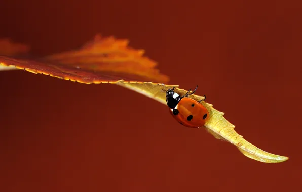 Autumn, macro, sheet, ladybug, insect