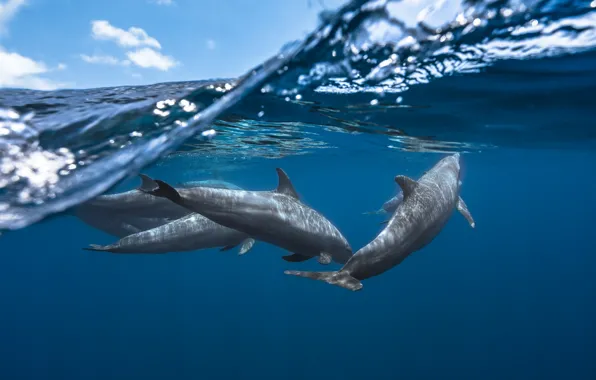 Sea, the sky, water, clouds, dolphins, under water, split