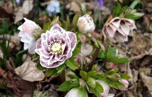 Flowers, dry leaves, Bush, hellebore, Helleborus