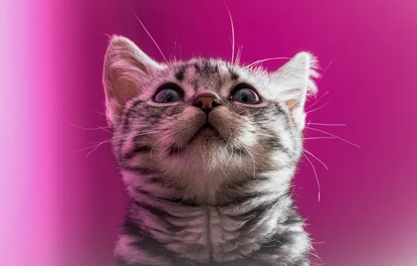 Cat, cat, look, portrait, muzzle, kitty, pink background, looking up