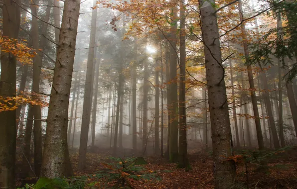 Autumn, forest, light, trees, branches, nature, fog, trunks