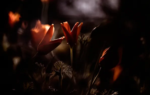 Macro, flowers, background