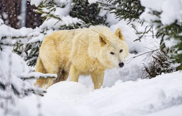 Winter, forest, white, look, face, snow, branches, wolf