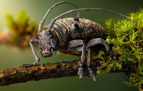 Picture Insects, Closeup, Bugs, megalofrea bioculata