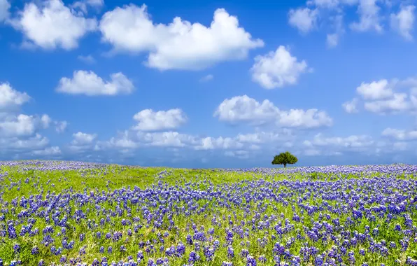 Field, the sky, clouds, flowers, blue, tree, dal, meadow