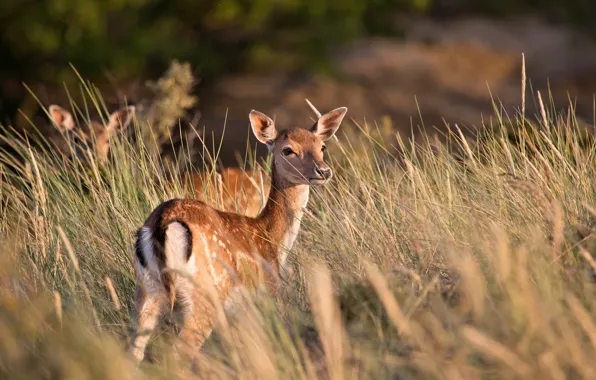 Summer, nature, deer