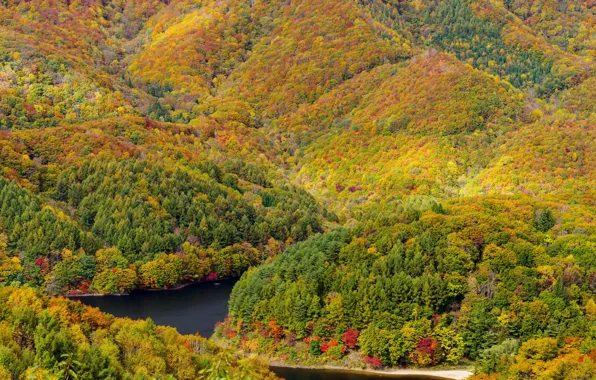 Picture autumn, forest, trees, mountains, yellow, river, panorama, Sunny